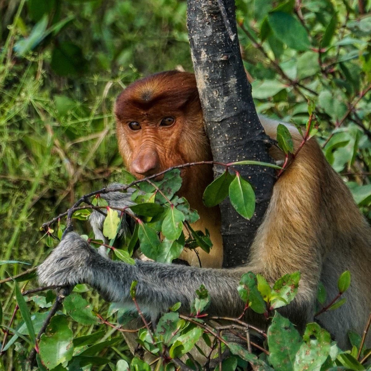 Weston Wetland River Cruise Day Tour (Proboscis Monkey & Fireflies)