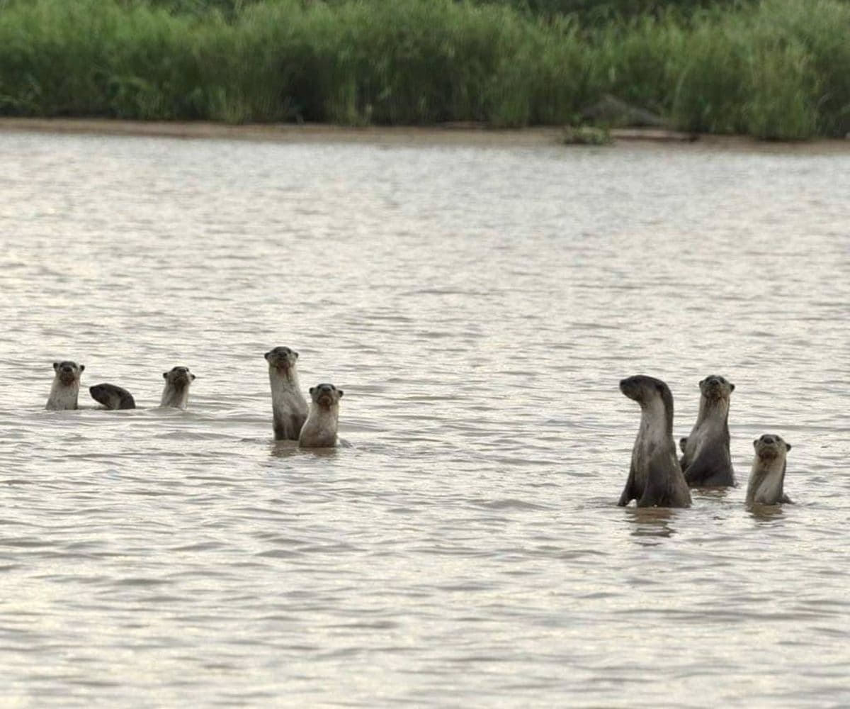 Weston Wetland River Cruise dagtour (Neusaap & Vuurvliegjes)