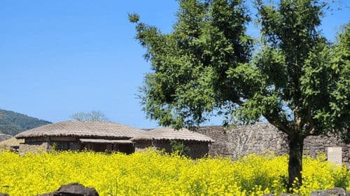 Jeju: Eastern Jeju UNESCO Spots Day Tour Day Tours