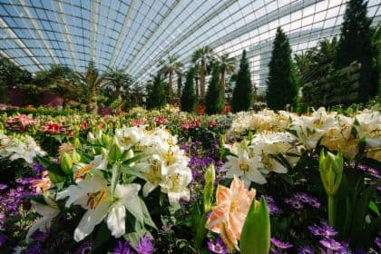 Singapore: Privé rondleiding door Gardens by the Bay en Satay by the Bay