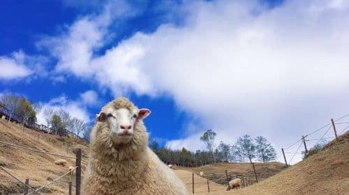 one-day tour to Cingjing Farm [Depart from Taichung City Hotel] Day Tours