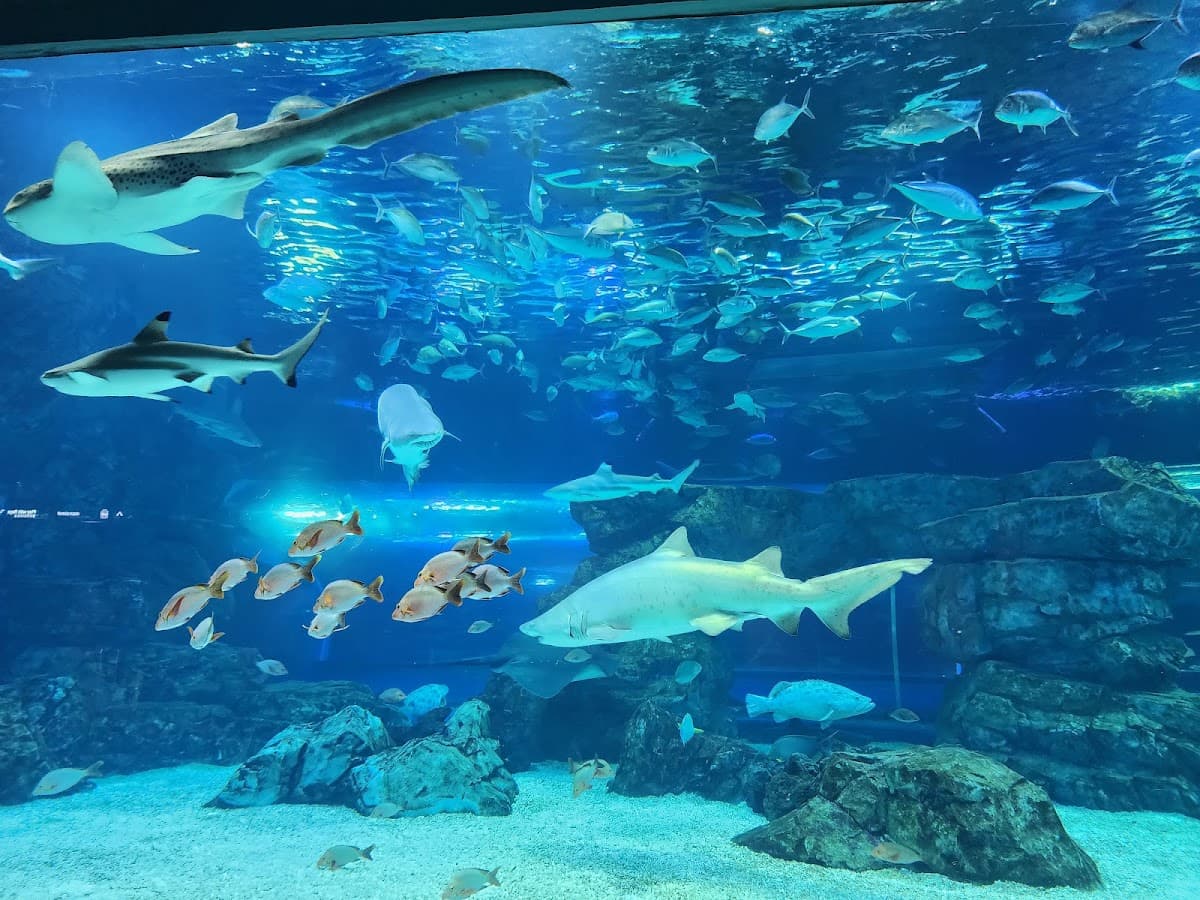 Aqua Planet, Gwanggyo