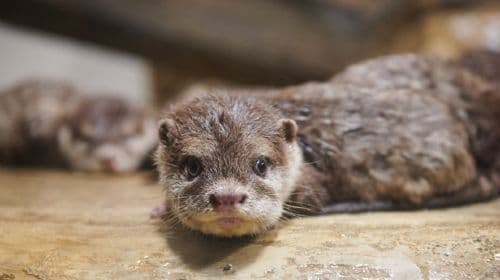 Aqua Planet, Gwanggyo