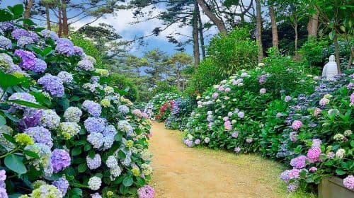 Busan Taejongdae Hydrangea X Songdo Sea cable car X Gamcheon Culture Village X Gwangalli Beach
