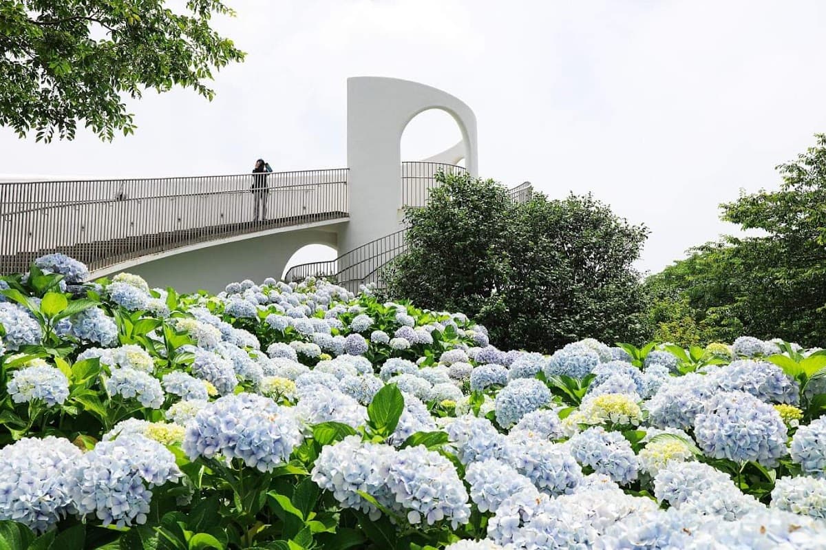 Camellia Hill Botanical Garden Admission