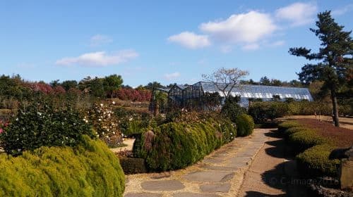 Camellia Hill Botanical Garden Admission