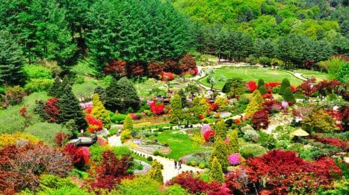 Chuncheon, Zuid-Korea dagtour [Nami Island/Alpaca World/Garden of Morning Calm] Dagtours