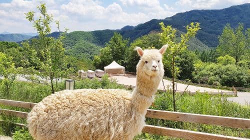 Chuncheon, Korea Południowa – jednodniowa wycieczka [Nami Island / Alpaca World / Garden of Morning Calm]