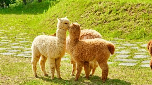 Chuncheon, Korea Południowa – jednodniowa wycieczka [Nami Island / Alpaca World / Garden of Morning Calm]