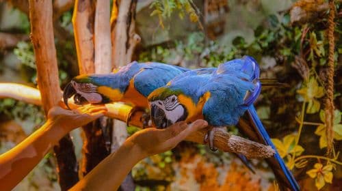 Discover Seoul Pass Mobile