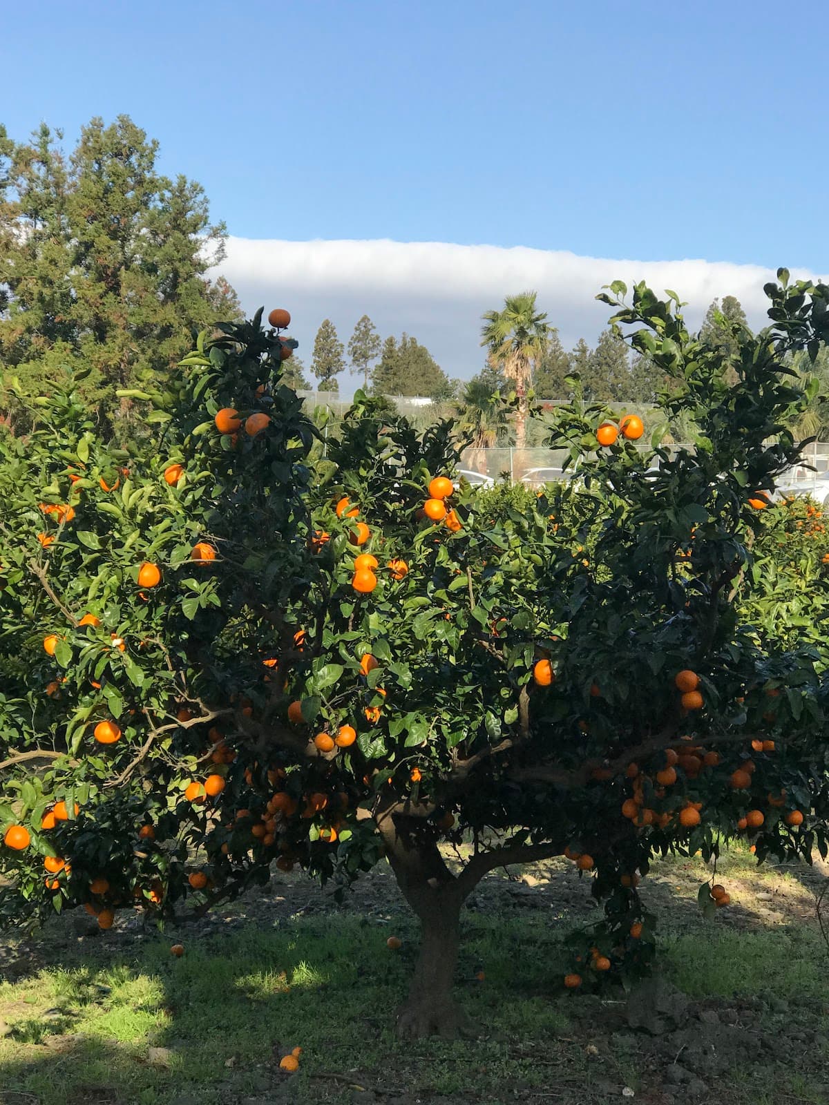 Father's Garden