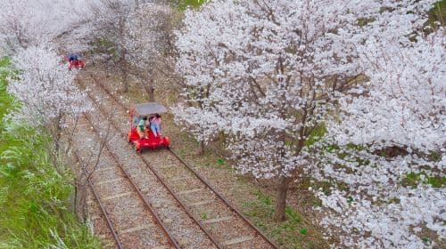 Ab Seoul: Tagestour zu Alpaca World, Nami Island, Rail Bike und Garden of Morning Calm