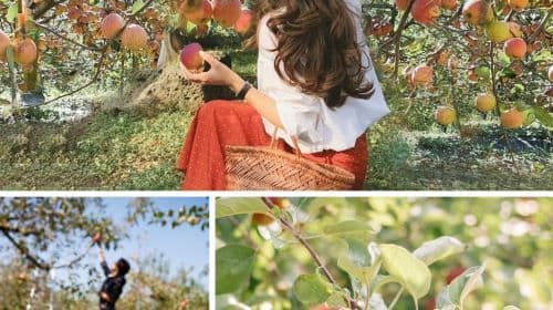 From Seoul: Nami Island, Apple Picking, and Gapyeong Sheep and Alpaca Farm Day Tours