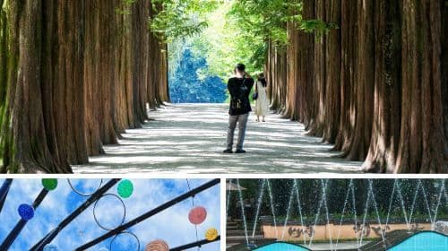 From Seoul: Nami Island, Apple Picking, and Gapyeong Sheep and Alpaca Farm Day Tours