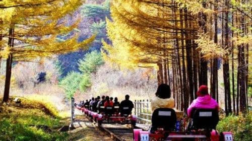 Jednodniowa wycieczka: Gangchon Railway Theme Park + Nami Island + The Garden of Morning Calm (z Seulu)