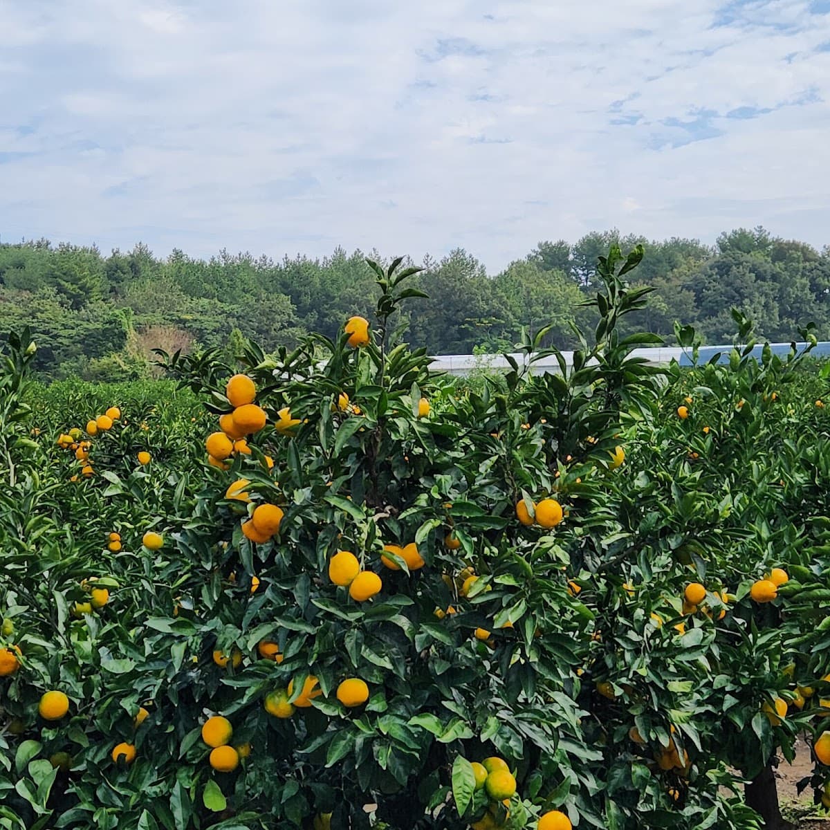 Hueree Nature Life Park