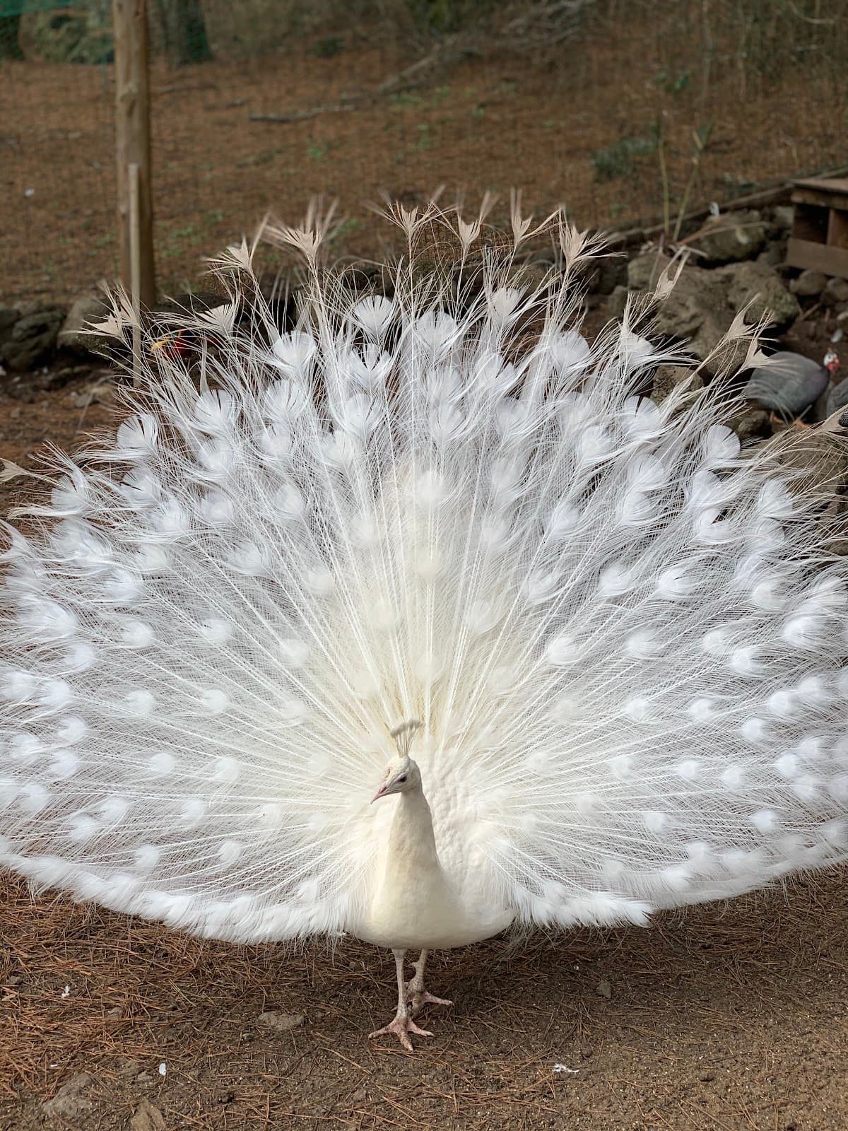Hwajowon (Flower Bird Park) | Jeju Island, South Korea