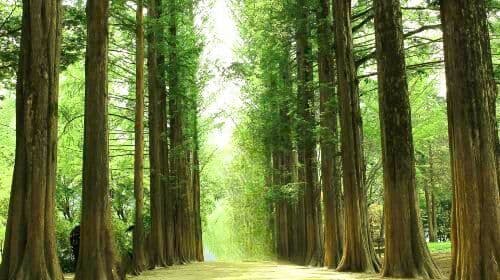 Excursão de um dia para Nami Island + Petite France ou Italian Village + Garden of Morning Tranquility