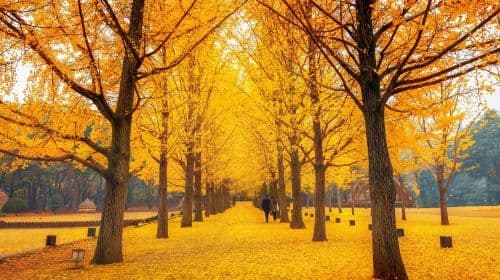 Mt. Seoraksan National Park + Nami Island One Day Tour [서울 출발 • 숨 막히게 아름다운 자연 경관] 일일 투어