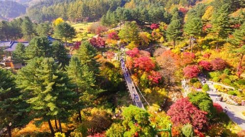 Nami Island + Gangchon Railbike + The Garden of Morning Calm One Day Tour (Depart from Seoul) Day Tours