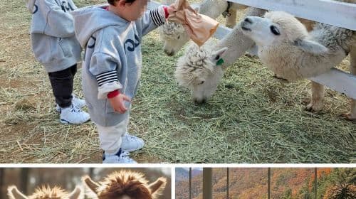 Excursiones de un día a Nami Island, Rail Bike, Gapyeong Sheep and Alpaca Farm y el Starlight Festival