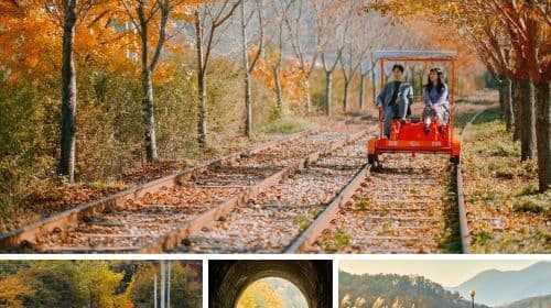 Nami Island, Rail Bike, Gapyeong Sheep and Alpaca Farm, en Starlight Festival dagtochten