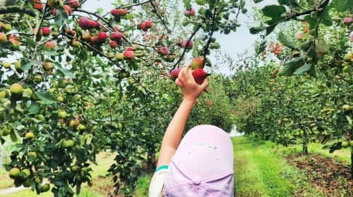 Pocheon Art Valley + The Garden of Morning Calm + Apple / Strawberry Farm Experience One Day Tour (From Seoul)