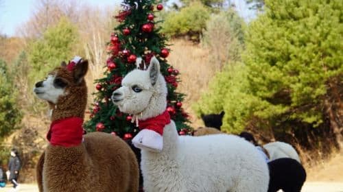 Seoul: Alpaca/Nami/Eobi(+RailBike, Strawberry optional) Tour Day Tours