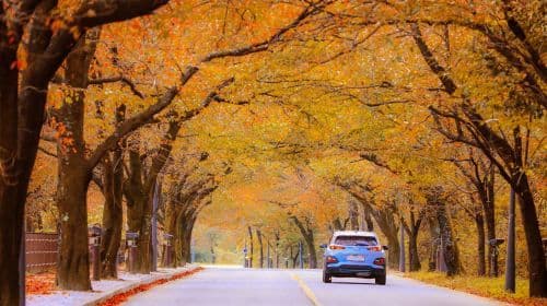 Summer and fall limited edition | From Seoul: Seoraksan + Nami Island 1-day tour Day Tours