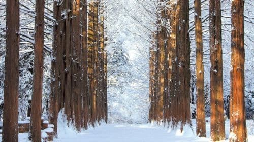 Winter exclusive|Eobi Valley Glacier X Nami Island X Morning Calm Arboretum Night Light Festival Day Tours