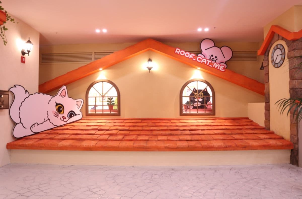 [Hongdae] Roofcatme Cat Café Weekday Discount Admission