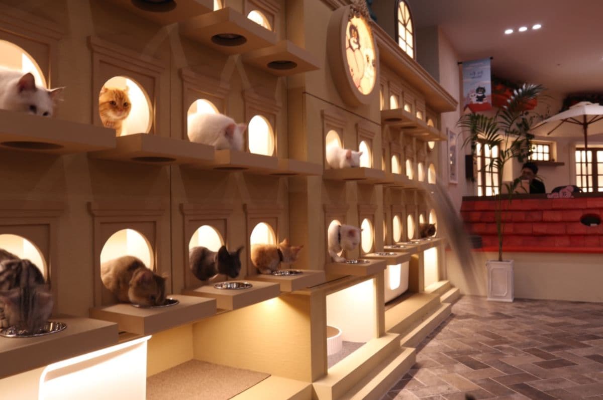 [Hongdae] Entrada con descuento entre semana para Roofcatme Cat Café