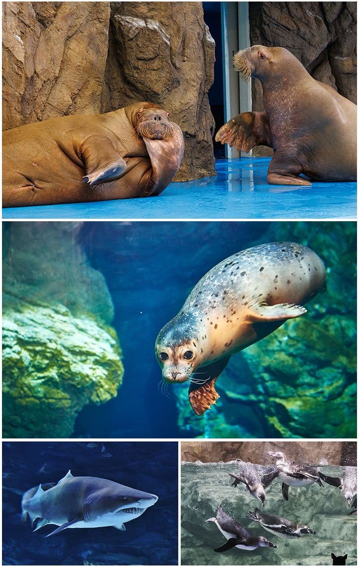 [Ilsan] Aqua Planet Discount Ticket