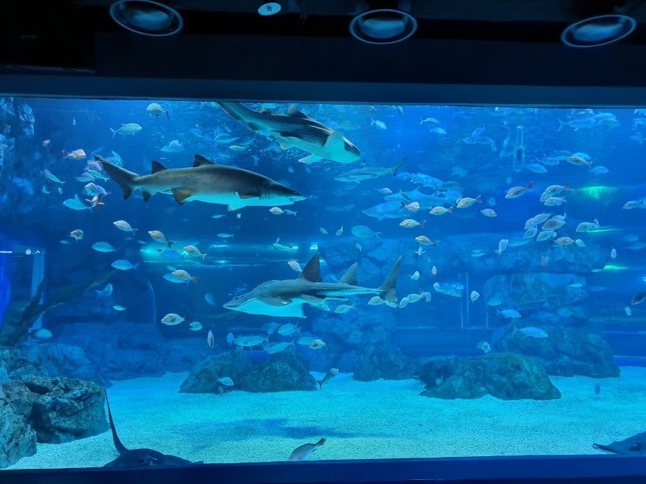 [Suwon] Gwanggyo Aqua Planet Discount Ticket