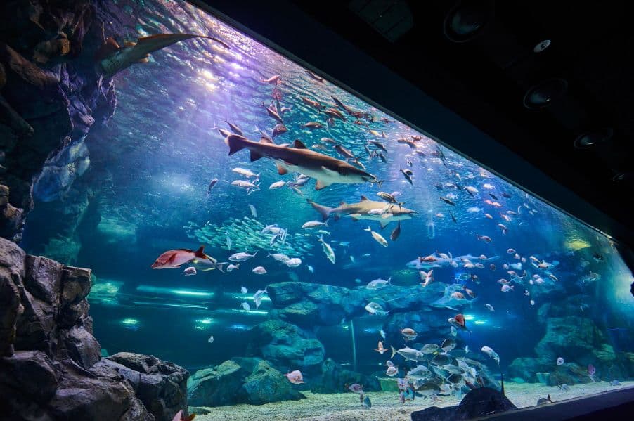 [Suwon] Gwanggyo Aqua Planet Discount Ticket