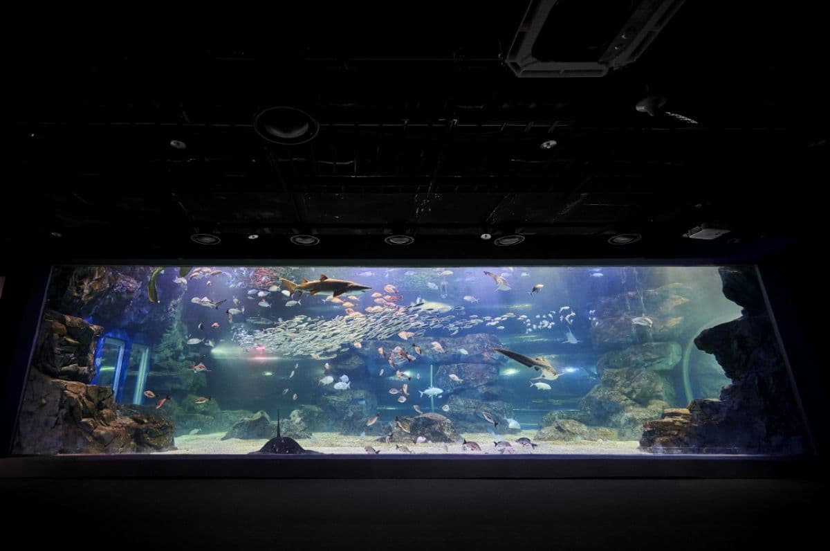 [Suwon] Biglietto scontato per Aqua Planet Gwanggyo