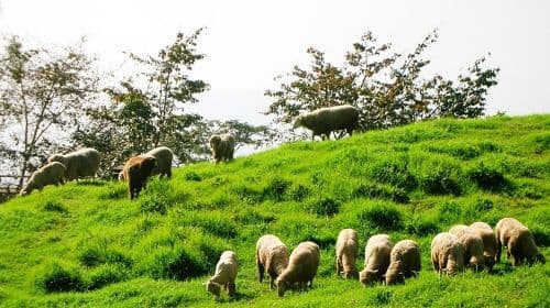 1-day tour to Qingjing Farm and Hehuan Mountain in Nantou, Taiwan [Departing from Taichung City] | Join-in tour buy 1 get 1 free Day Tours