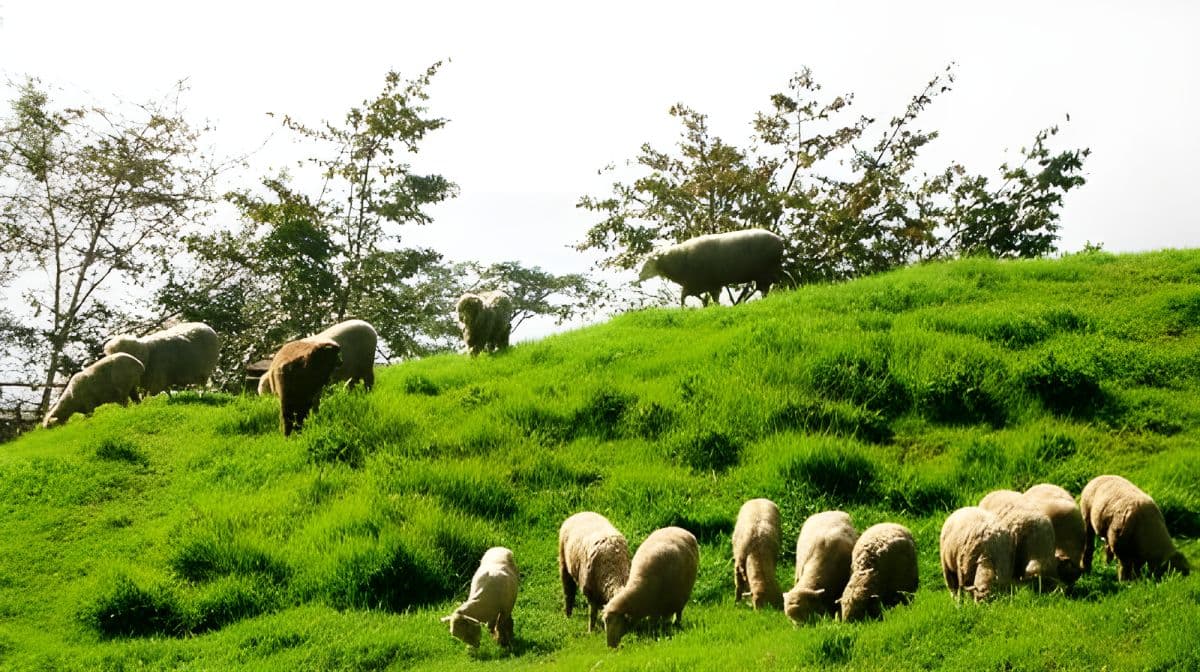 1-day tour to Qingjing Farm and Hehuan Mountain in Nantou, Taiwan [Departing from Taichung City] | Join-in tour buy 1 get 1 free Day Tours