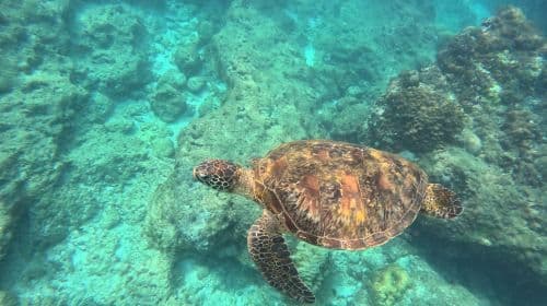 Experiencia de buceo y esnórquel de 2 horas en la isla Lambai de Pingtung [Experiencia de esnórquel en la isla Lambai con servicio de fotografía submarina de Bear Diving]