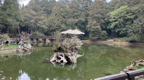 Alishan & Fenchihu Day Tour from Taichung Day Tours