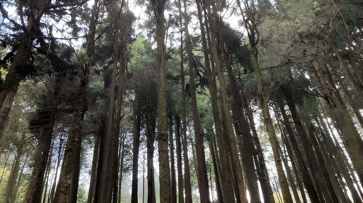 Alishan & Fenchihu Day Tour from Taichung Day Tours