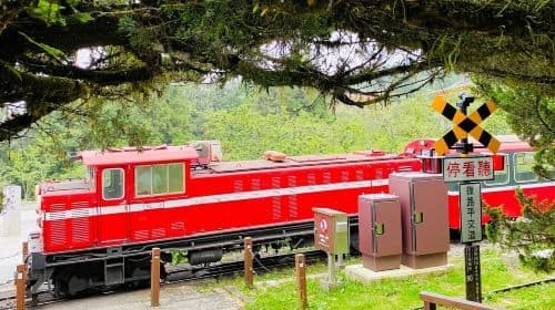 Alishan & Fenchihu Day Tour from Taichung Day Tours