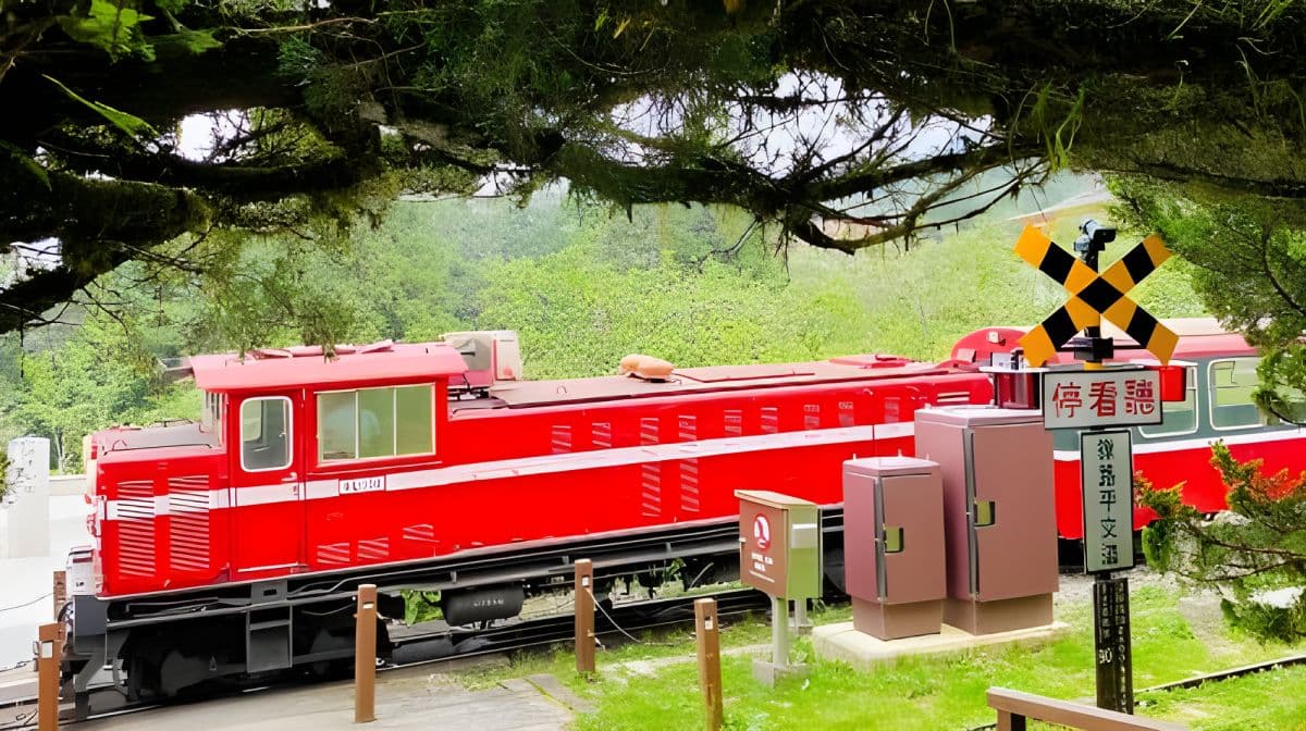 Alishan & Fenchihu Day Tour from Taichung Day Tours
