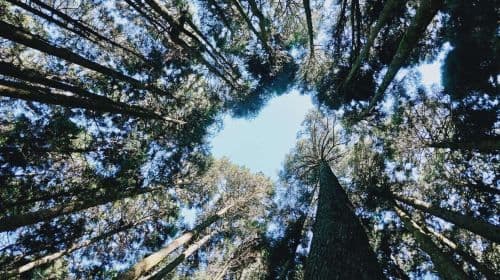 Alishan & Fenchihu Day Tour from Taichung Day Tours