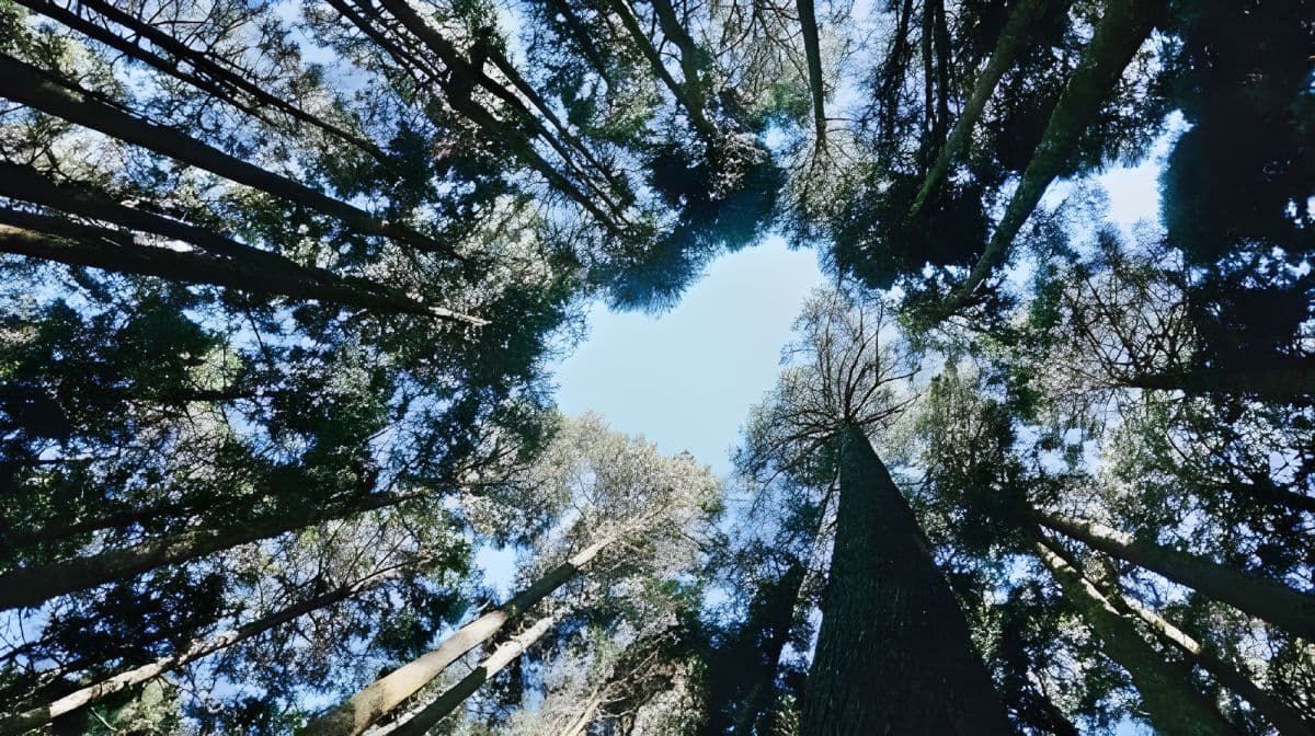 Alishan & Fenchihu Day Tour from Taichung Day Tours