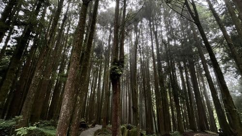 Alishan day tour | Tianchang-Dijiu & Alishan Forest Railway & tea-picking experience | Departing from Taichung Day Tours