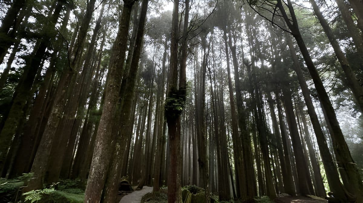 Alishan day tour | Tianchang-Dijiu & Alishan Forest Railway & tea-picking experience | Departing from Taichung Day Tours