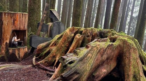 Alishan day tour | Tianchang-Dijiu & Alishan Forest Railway & tea-picking experience | Departing from Taichung Day Tours