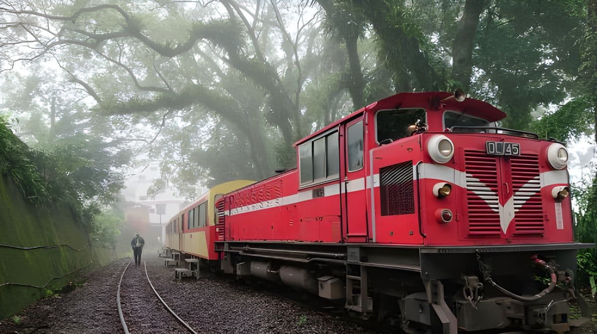 Alishan day tour | Tianchang-Dijiu & Alishan Forest Railway & tea-picking experience | Departing from Taichung Day Tours