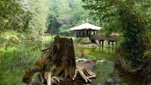 Alishan Join In Day Tour from Taichung (Incl. Park Entrance) Day Tours